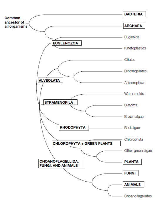 657_Structure of the Archaeplastida chlorophytes.png